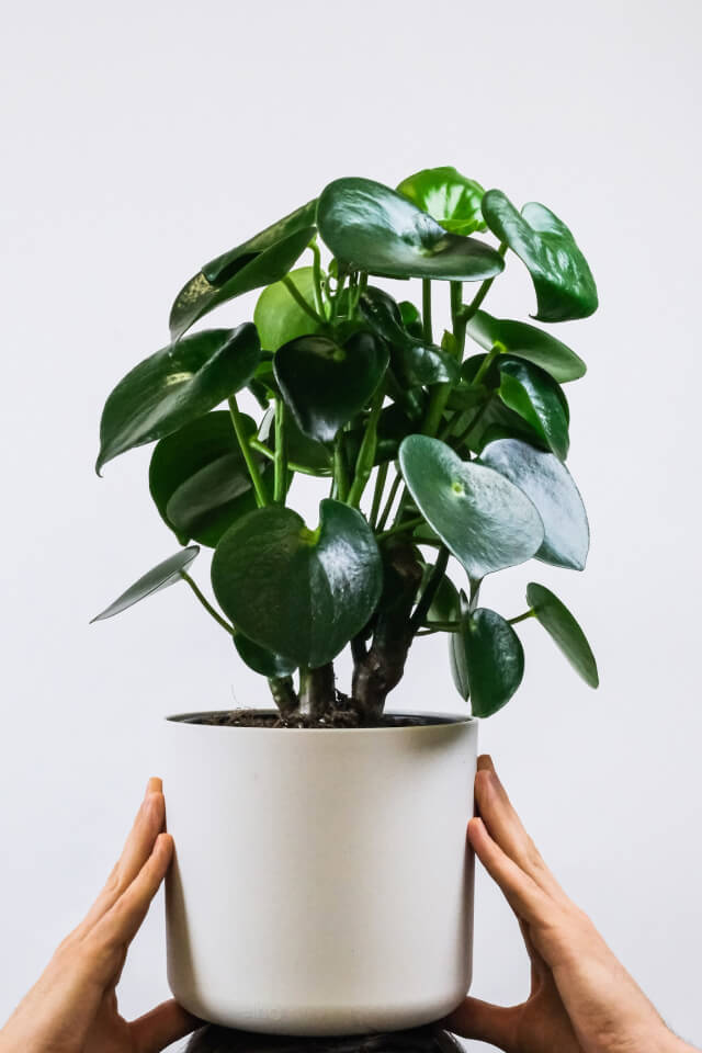 Ficus Decora Cabernet - الصورة 2