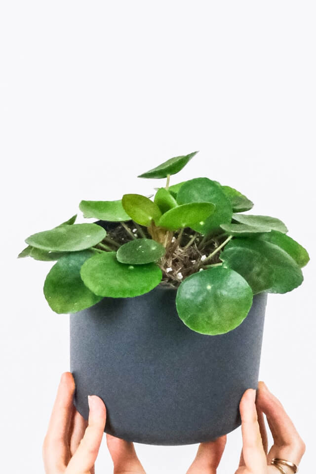 Peperomia Lemon Lime - الصورة 2
